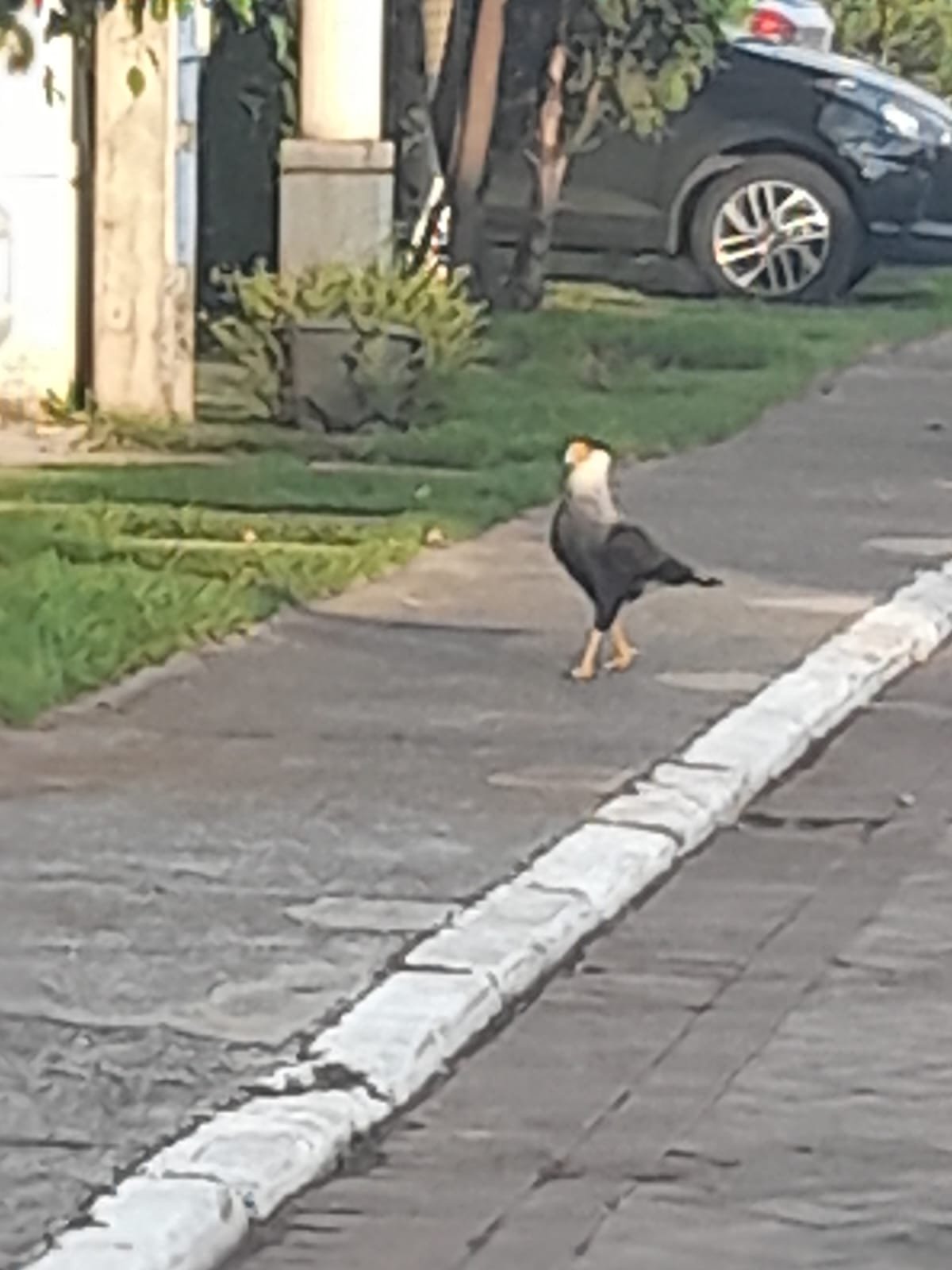Carcará