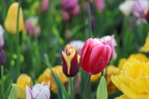 Keukenhof