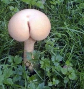 Cogumelo