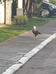 Carcará